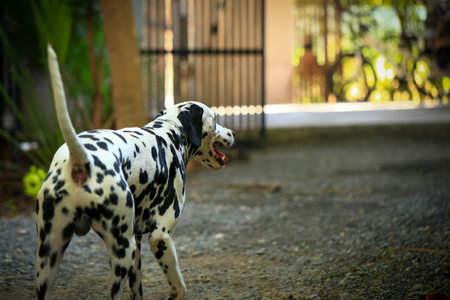 Dalmatian dog  in the garden, beautiful momentの写真素材