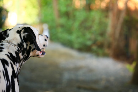 Dalmatian dog  in the garden, beautiful momentの写真素材