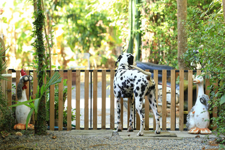 Dalmatian dog  in the garden, beautiful momentの写真素材