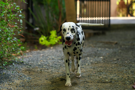 Dalmatian dog  in the garden, beautiful momentの写真素材