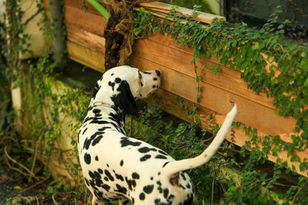Dalmatian dog  in the garden, beautiful momentの写真素材