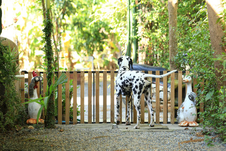 Dalmatian dog  in the garden, beautiful momentの写真素材