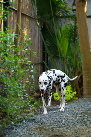 Dalmatian dog  in the garden, beautiful momentの写真素材