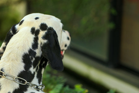 Dalmatian dog  in the garden, beautiful momentの写真素材