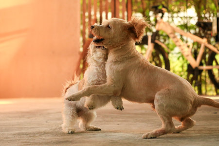 Two cute dogs playing together in the park, closeup of photo