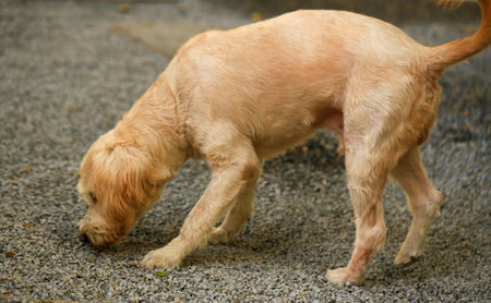 Cute Golden Retriever puppy playing on the ground. Selective focus.の写真素材