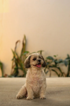Cute Shih Tzu puppy sitting on the floor at home