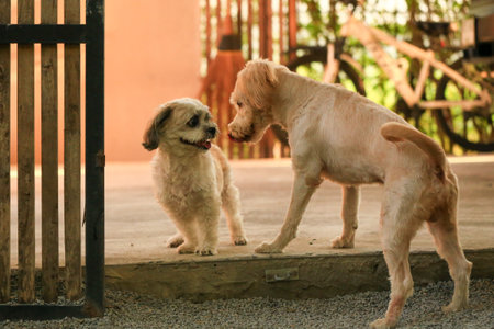Labrador Retriever and Cute Golden Retriever Puppy