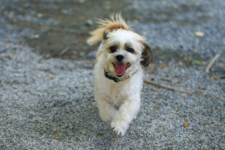 Cute Shih Tzu dog running on the street, selective focusの写真素材