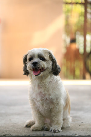 Shih tzu is a breed of dog developed in China.の写真素材