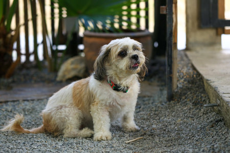 Cute Shih Tzu puppy is sitting on the ground.