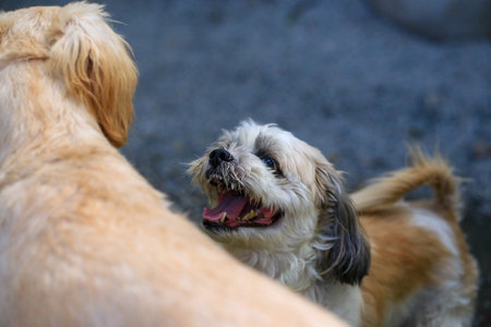 Shih Tzu is a breed of dog in the Shih Tzu family.