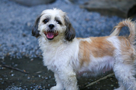 Shih Tzu is a small dog of the Shih Tzu family.の写真素材
