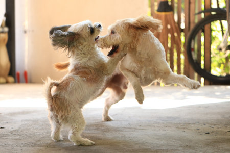 Cute little dogs playing in the garden on a sunny day.の写真素材