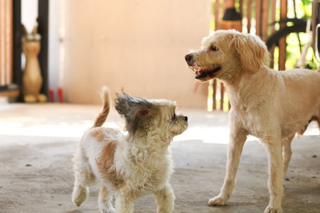 Cute dogs are playing together.