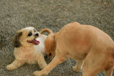 Shih tzu dog and puppy playing together.