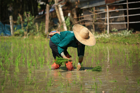 Farmer planting rice in the rice field in the countryside of Thailandの写真素材