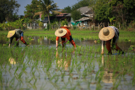 Farmers are planting rice in the paddy field, Thailand.の写真素材