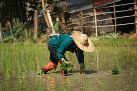 Farmer planting rice seedlings in a paddy fieldの写真素材