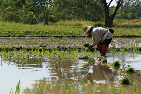 Farmer planting rice in the paddy field, Chiang Mai, Thailandの写真素材