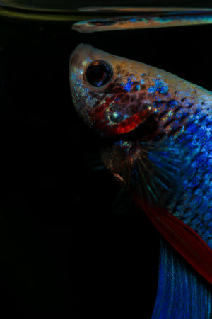 close up of a siamese fighting fish ( betta splendens)