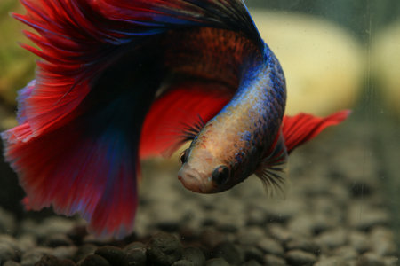 Capture the moving moment of red-blue siamese fish isolated on black background. betta fish.の写真素材
