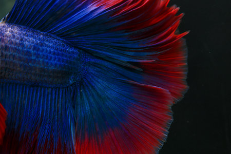 Capture the moving moment of red-blue siamese fighting fish isolated on black background. betta fish.の写真素材
