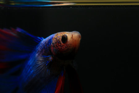 close up of a siamese fighting fish ( betta splendens)の写真素材