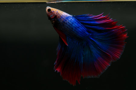 Capture the moving moment of red blue siamese fighting fish isolated on black background. betta fish.の写真素材