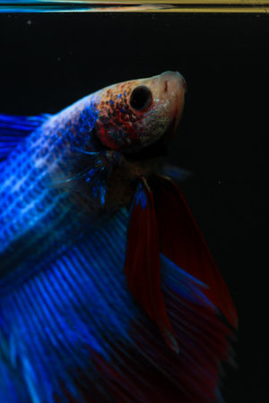 Capture the moving moment of blue siamese fighting fish isolated on black background. betta fish.
