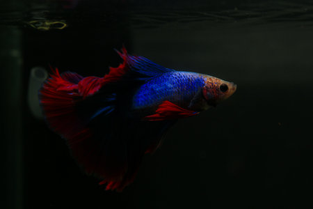Capture the moving moment of red blue siamese fighting fish isolated on black background.