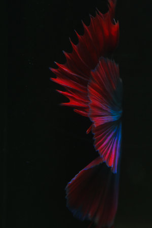 Capture the moving moment of red siamese fighting fish isolated on black background. betta fish.の写真素材
