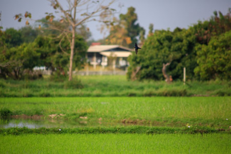 Bird flying on rice field in the countryside of Thailand. Bird flying on rice field.の写真素材