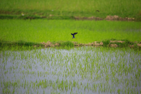 Bird flying on rice field in the countryside of Thailand. Bird flying on rice field.の写真素材