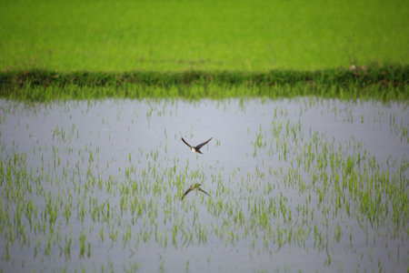 Bird flying on rice field in the countryside of Thailand. Bird flying on rice field.の写真素材