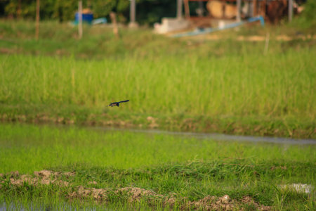 Bird flying on rice field in the countryside of Thailand. Bird flying on rice field.の写真素材
