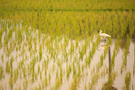Bird on rice field in the countryside.の写真素材