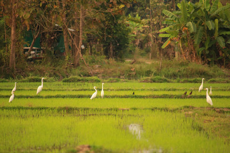 Bird flying on rice field in the countryside of Thailand. Bird flying on rice field.の写真素材
