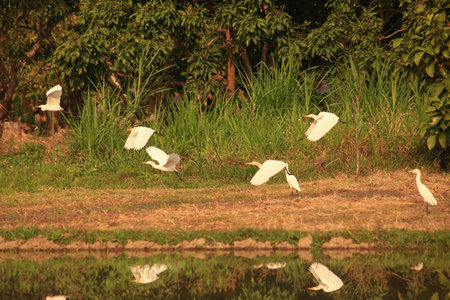 Bird flying on rice field in the countryside. Bird flying on rice field.