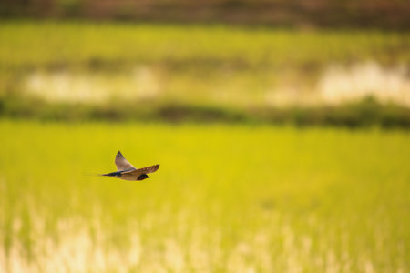 Bird flying on rice field in the countryside of Thailand. Bird flying on rice field.の写真素材