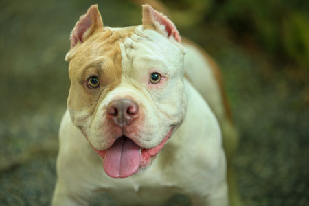 American staffordshire bull terrier standing in the garden. Selective focus.の写真素材