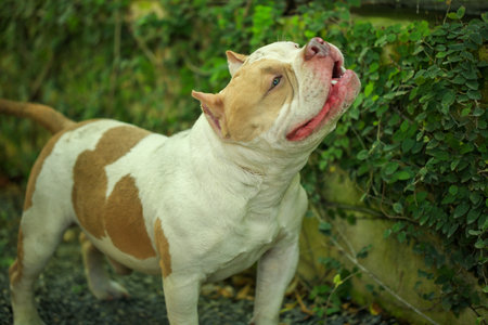 American staffordshire bull terrier standing in the garden. Selective focus.の写真素材