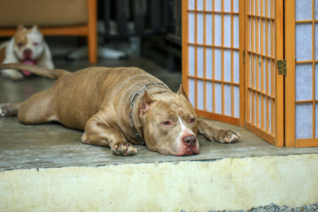 American staffordshire bull terrier standing in the garden. Selective focus.の写真素材