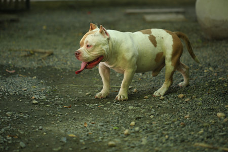 Bull terrier standing in the garden. Selective focus.の写真素材