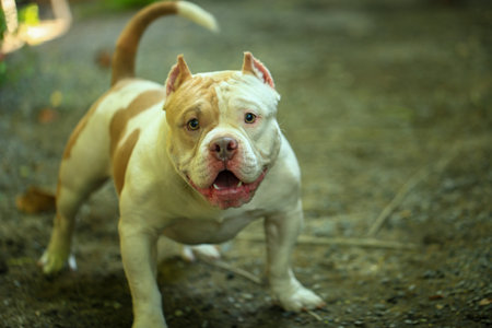 American staffordshire bull terrier standing in the garden. Selective focus.