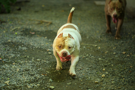 Dog standing on the ground. Selective focus.の写真素材