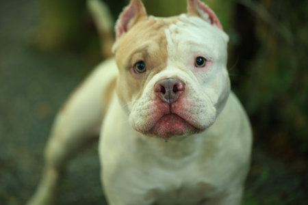 American staffordshire bull terrier standing in the garden. Selective focus.の写真素材