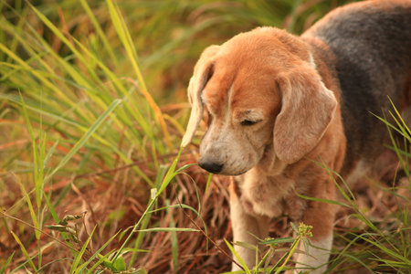 Old Beagle, Skin Disease in Dogs, Scabies in Dogsの写真素材