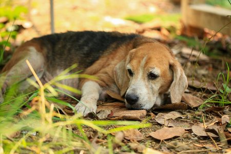 Old Beagle, Skin Disease in Dogs, Scabies in Dogsの写真素材
