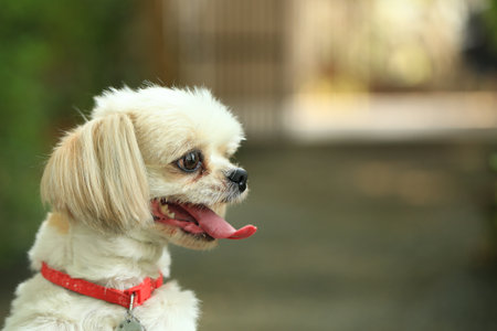 Cute little Shih Tzu dog sitting on the fence.の写真素材